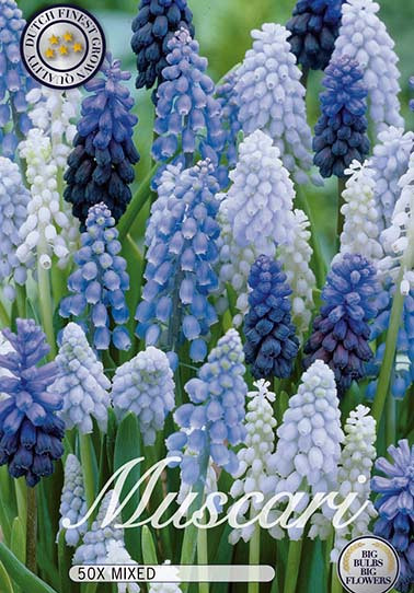 Muscari Mixed x30 8/9