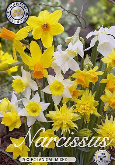 Narcis Botanical Mixed x20 12/14