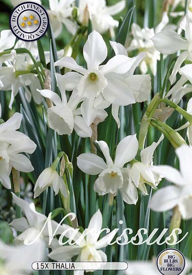Narcis Botanical Thalia x12 12/14
