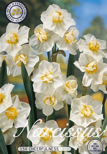 Narcis Double Cheerfulness x15 14/16