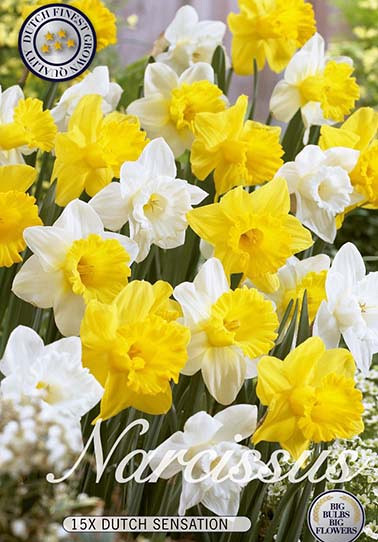 Narcis Trumpet Dutch Sensation x15 14/16