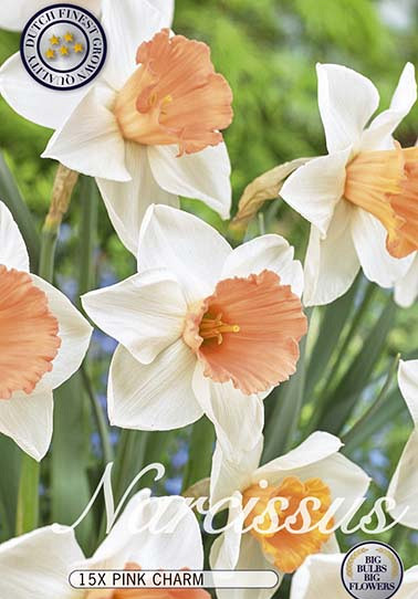 Narcis Trumpet Pink Charm x15 14/16