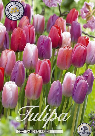 Tulipa Garden Pride x20 12/+