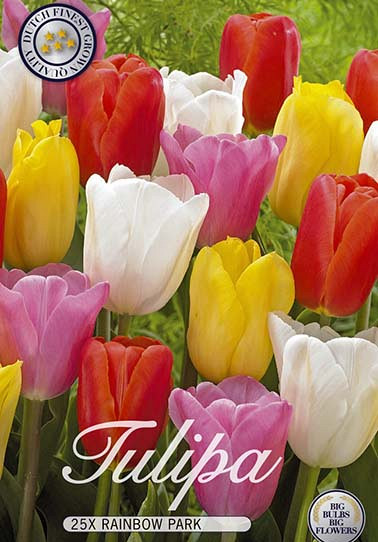 Tulipa Rainbow Park x20 12/+