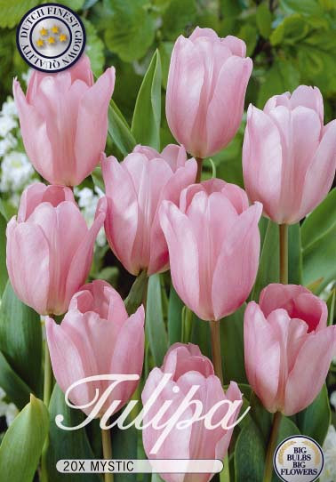 Tulipa Triumph Mystic x20 12/+