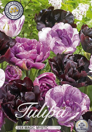 Tulp Double Late Magic Mystic x12 12/+