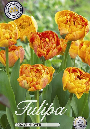 Tulp Double Late Sunlover x20 12/14