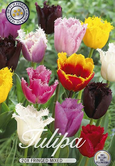 Tulp Fringed Mixed x20 12/+