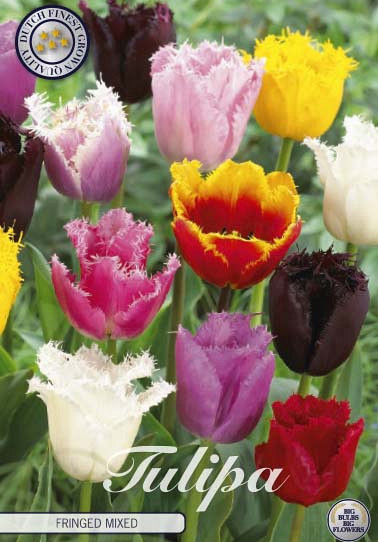 Tulp Fringed Mixed x20 12/+