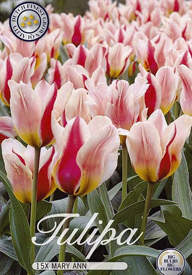 Tulp Greigii Mary Ann x15 12/+