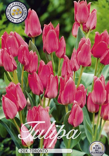 Tulp Greigii Toronto x20 12/+