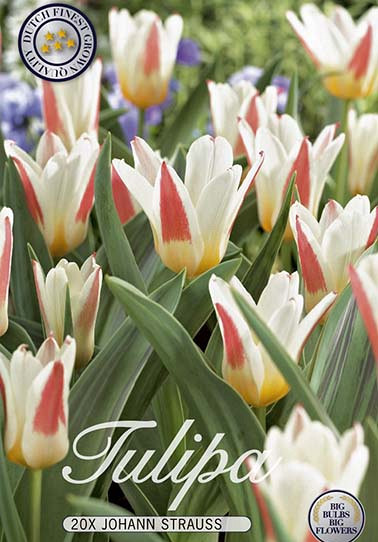 Tulp Kaufmania Johann Strauss x20 12/+