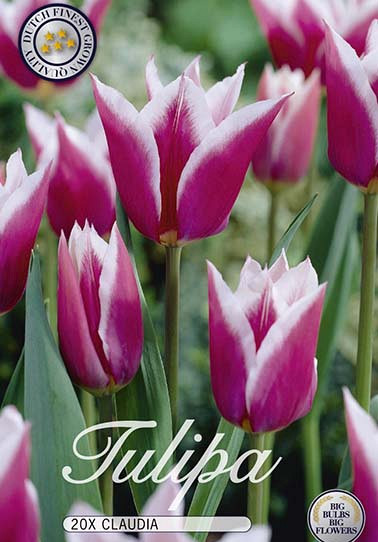 Tulp Lilyflowering Claudia x20 12/+