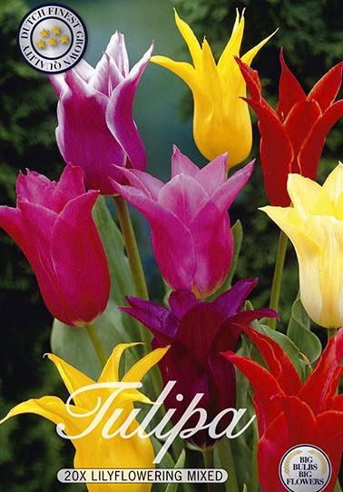 Tulp Lilyflowering Mixed x20 12/+