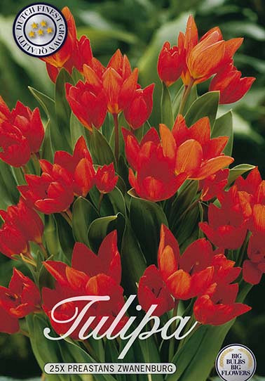 Tulp Specie Praestans Zwanenburg x25 10/12