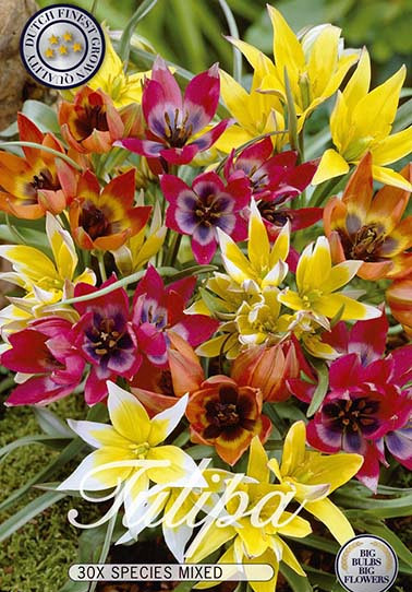 Tulp Specie Specie Mixed x30 6/7