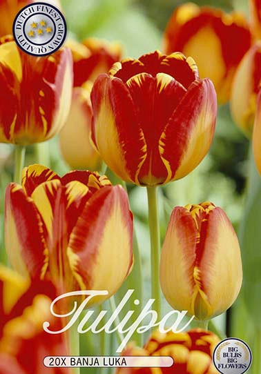 Tulp Triumph Banja Luka x20 12/+