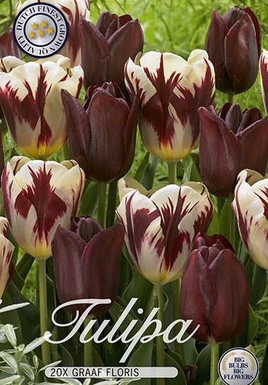 Tulp Triumph Graaf Floris x20 12/+