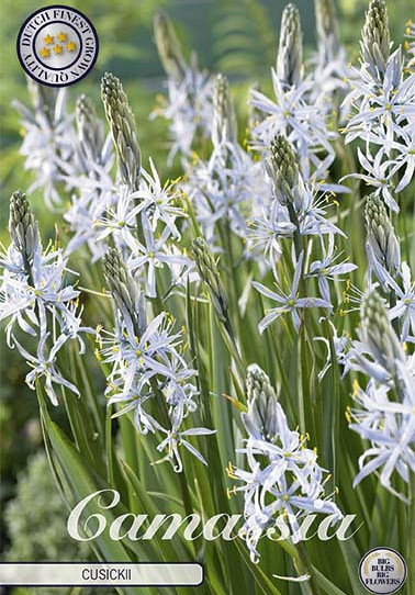 Camassia Cusickii x3 14/16