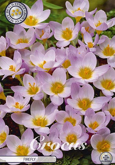 Crocus Chrysanthus Firefly x20 5/6