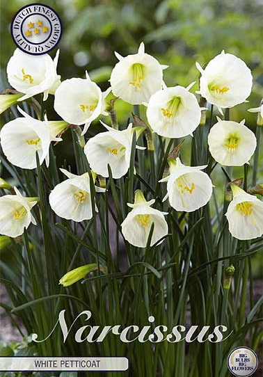 Narcis Jonquilla White Petticoat x7 6/8