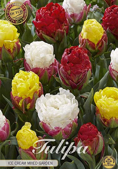 Tulp Double Late Ice Cream Mixed Garden x5 12/+