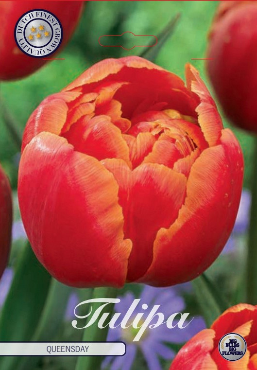 Tulp Double Late Queensday x7 12/+