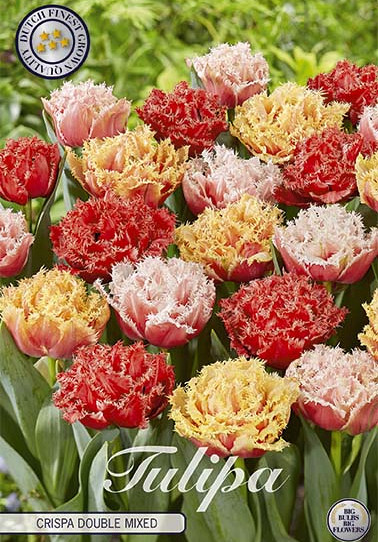 Tulp Fringed Crispa Double Mixed x10 12/+