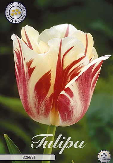 Tulp Single Late Sorbet x7 12/+