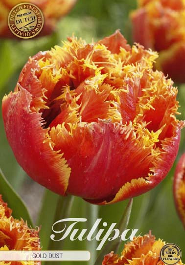 Tulp Fringed Double Gold Dust x7 12/+