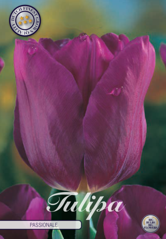 Tulp Triumph Passionale x10 12/+