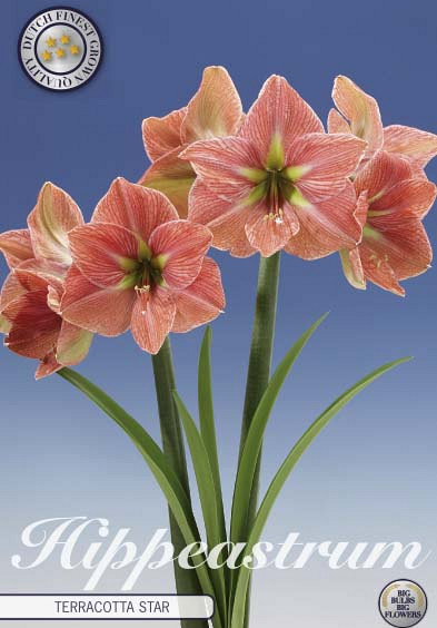 Hippeastrum Terracotta star x1 30/32