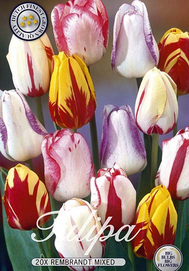 Tulp Rembrandt Mixed x20 12/+