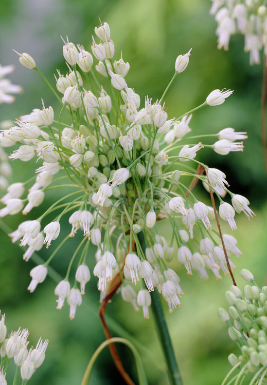 Allium carinatum ssp. pulchellum 'Album'  I .