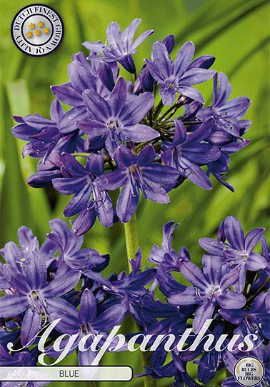 Agapanthus Blauw x 1 I .