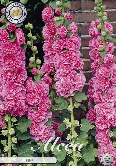 Alcea Pink x 1 I .