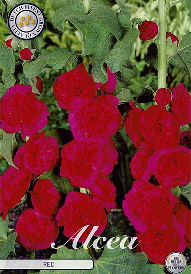 Alcea Red x 1 I .