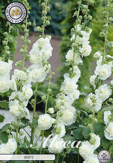 Alcea White x 1 I .