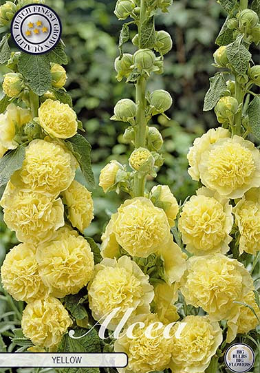 Alcea Yellow x 1 I .