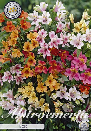 Alstroemeria Mixed x3 I .