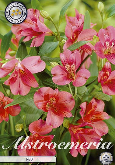 Alstroemeria Red x2 I .