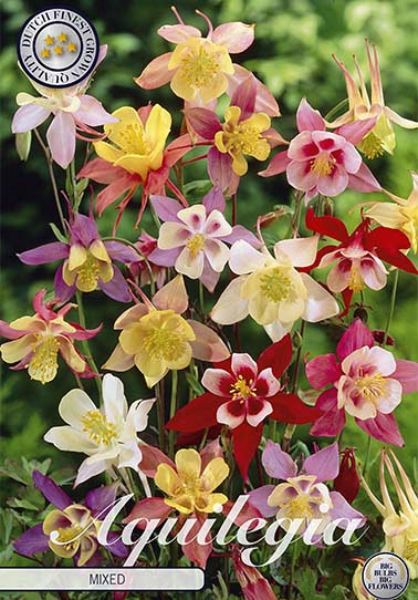 Aquilegia Gemengd 3 I .