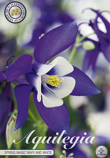 Aquilegia Spring Magic Navy and White x 2 I .