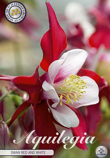 Aquilegia Swan Red an White x 2 I .