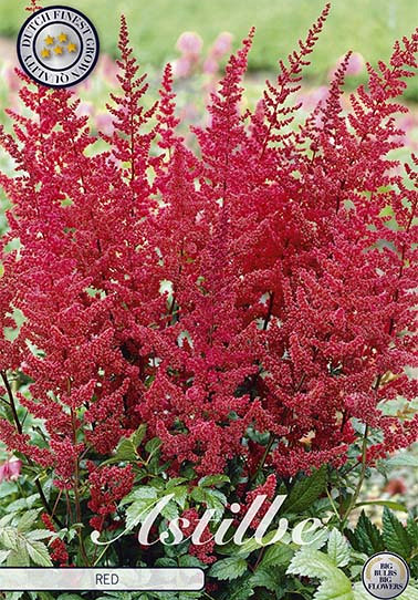 Astilbe Rood x 1 I .