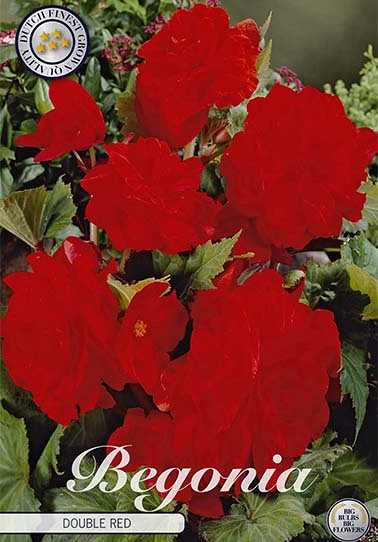 Begonia Dubbel Rood x 3 5/6