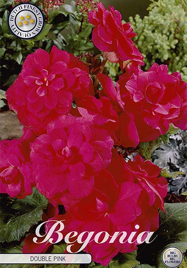 Begonia Dubbel Rose x 3 5/6