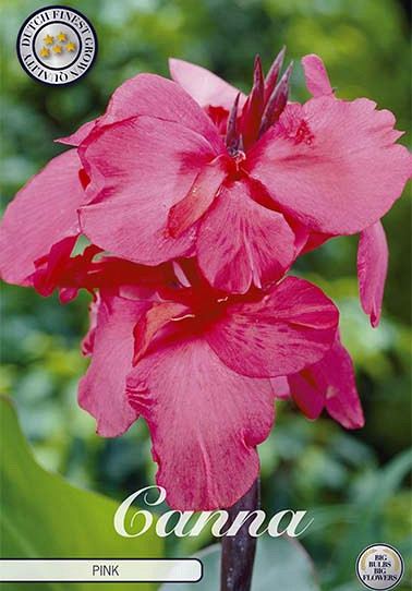 Canna Rose x 1 I .