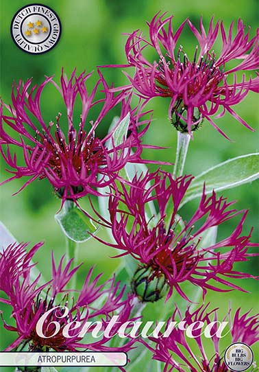 Centaurea Atropurpurea x 1 I .