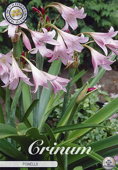 Crinum Powellii x 1 24/26